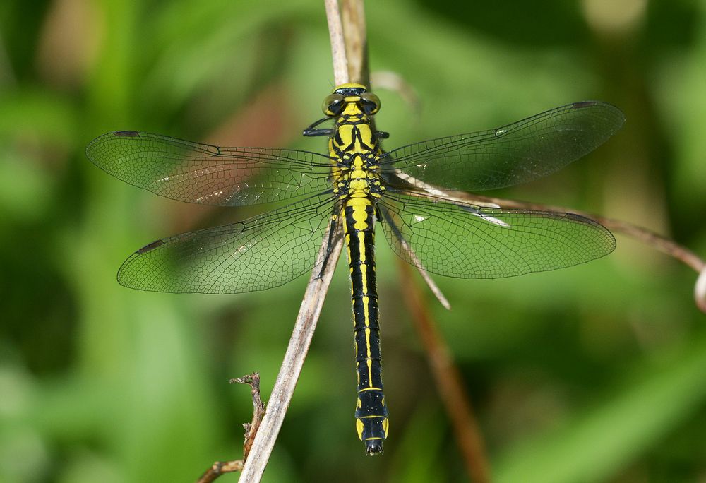Gomphus vulgatissimus Foto & Bild natur, insekten, tiere Bilder auf