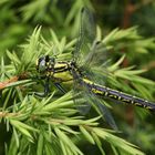 Gomphus vulgatissimus