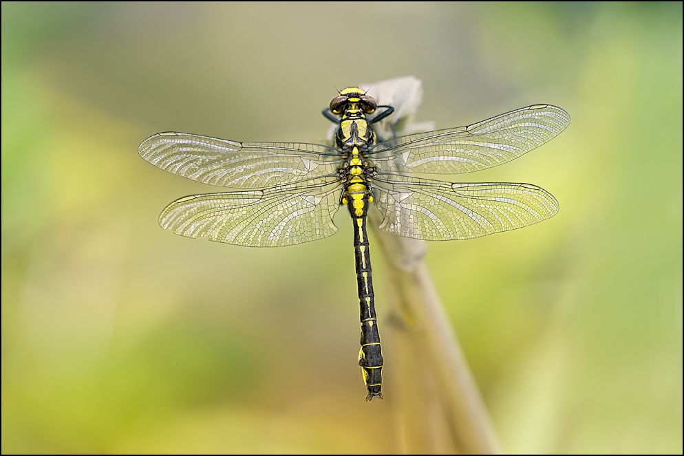 Gomphus vulgatissimus