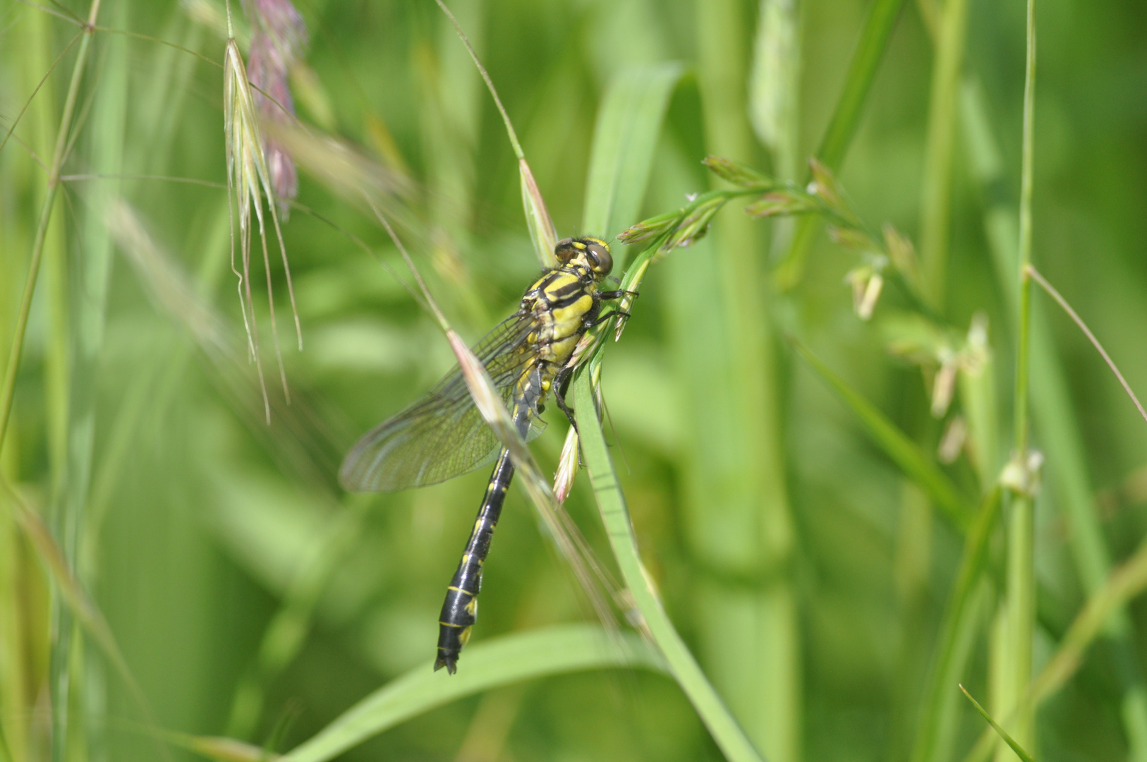 Gomphus vulgatissimus