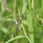 Gomphus vulgatissimus