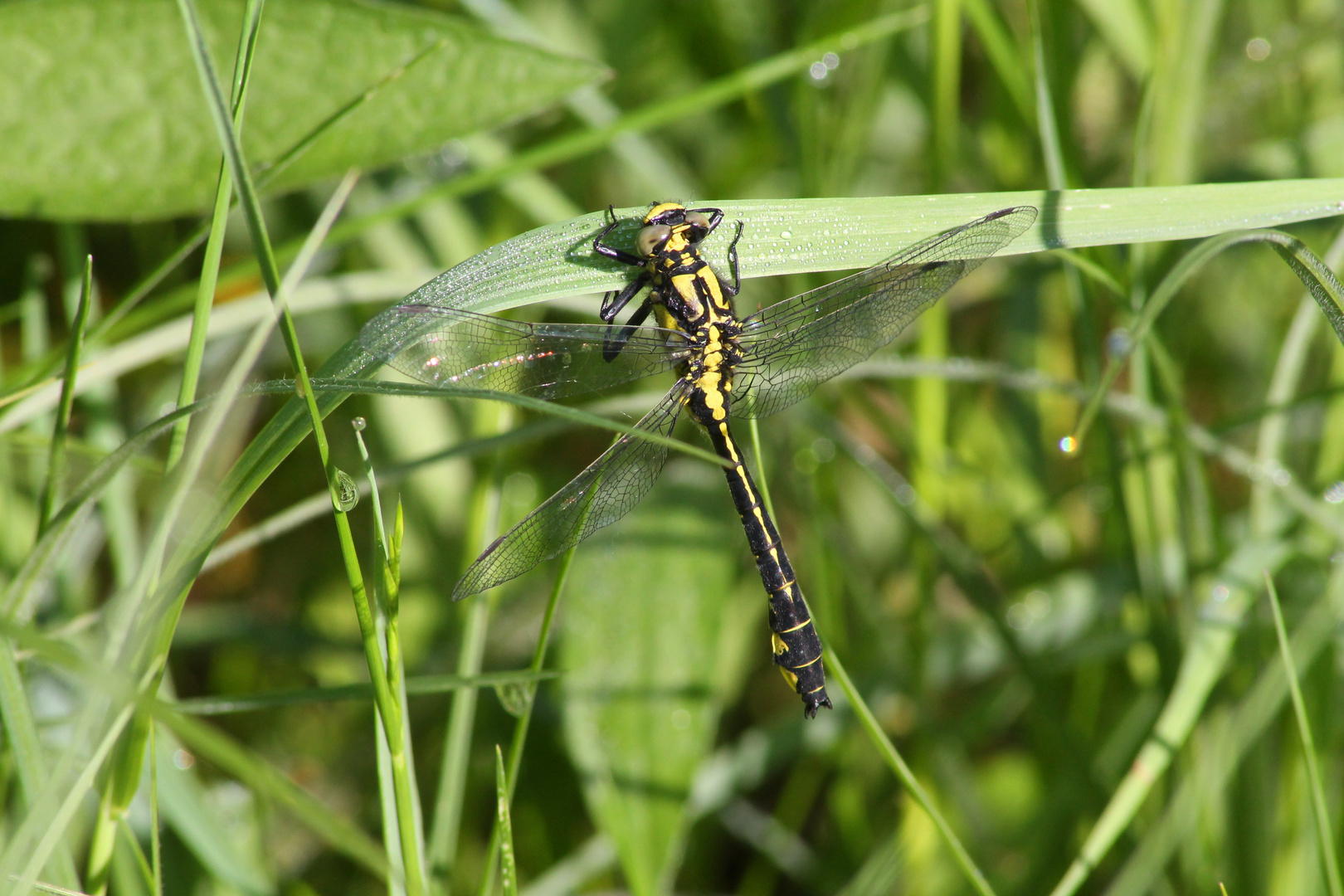 Gomphus vulgatissimus