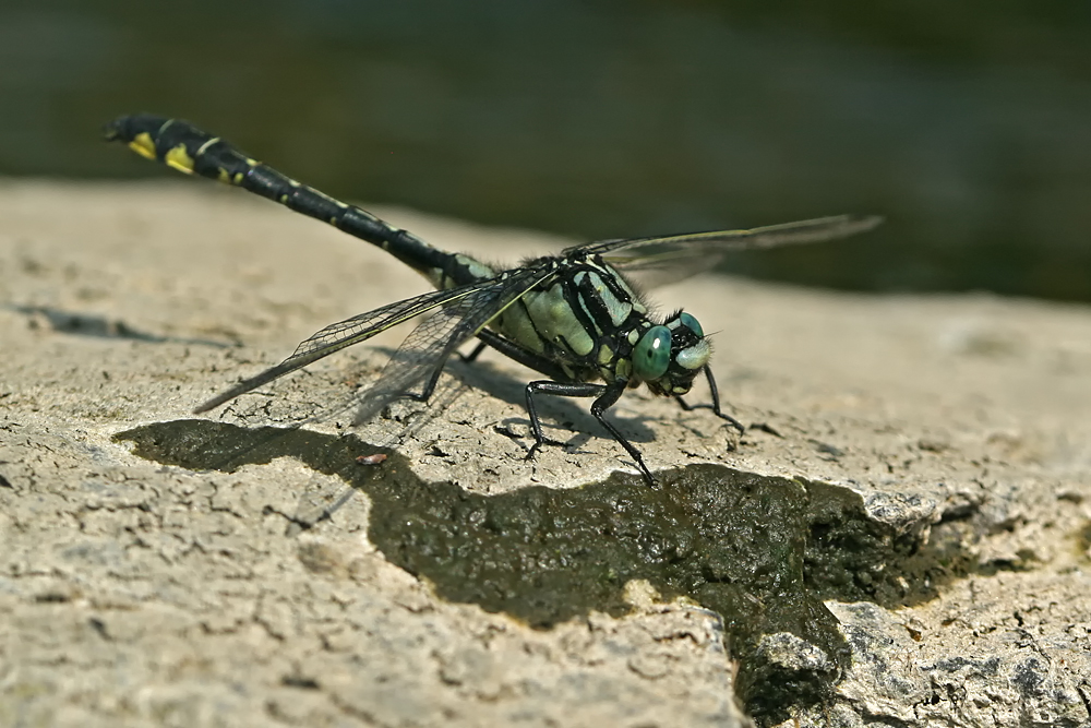 Gomphus vulgatissimus