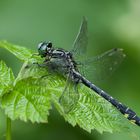 Gomphus vulgatissimus