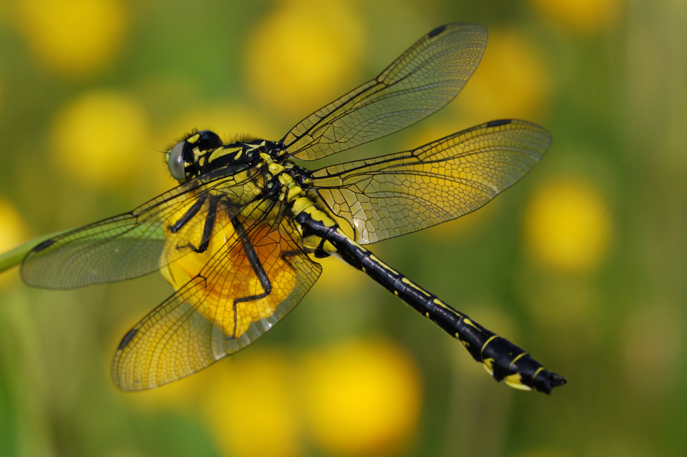 Gomphus vulgatissimus