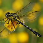 Gomphus vulgatissimus