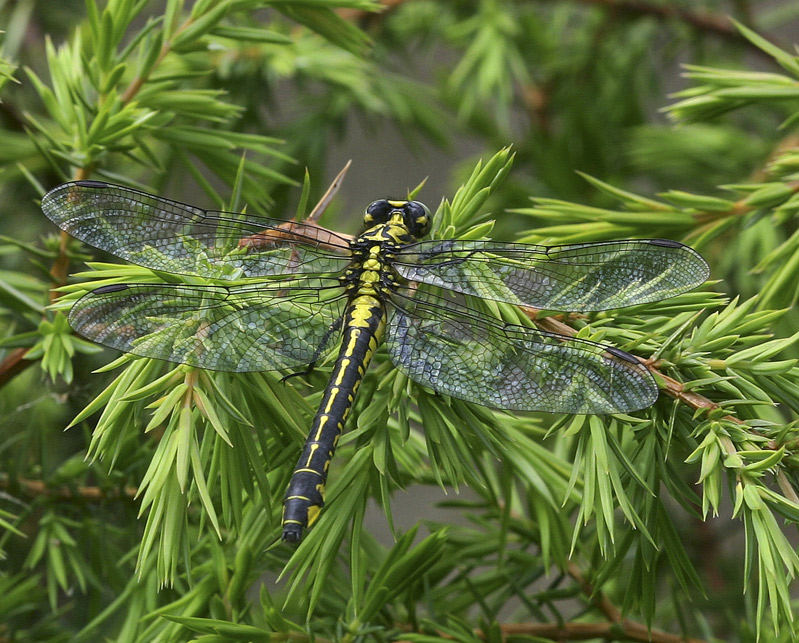 Gomphus vulgatissimus