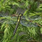 Gomphus vulgatissimus