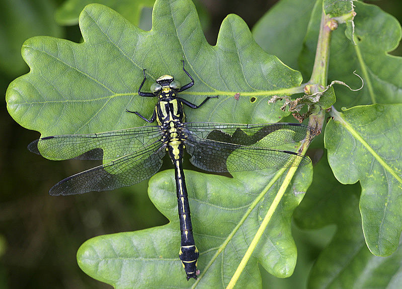 Gomphus vulgatissimus male on oak leaves.