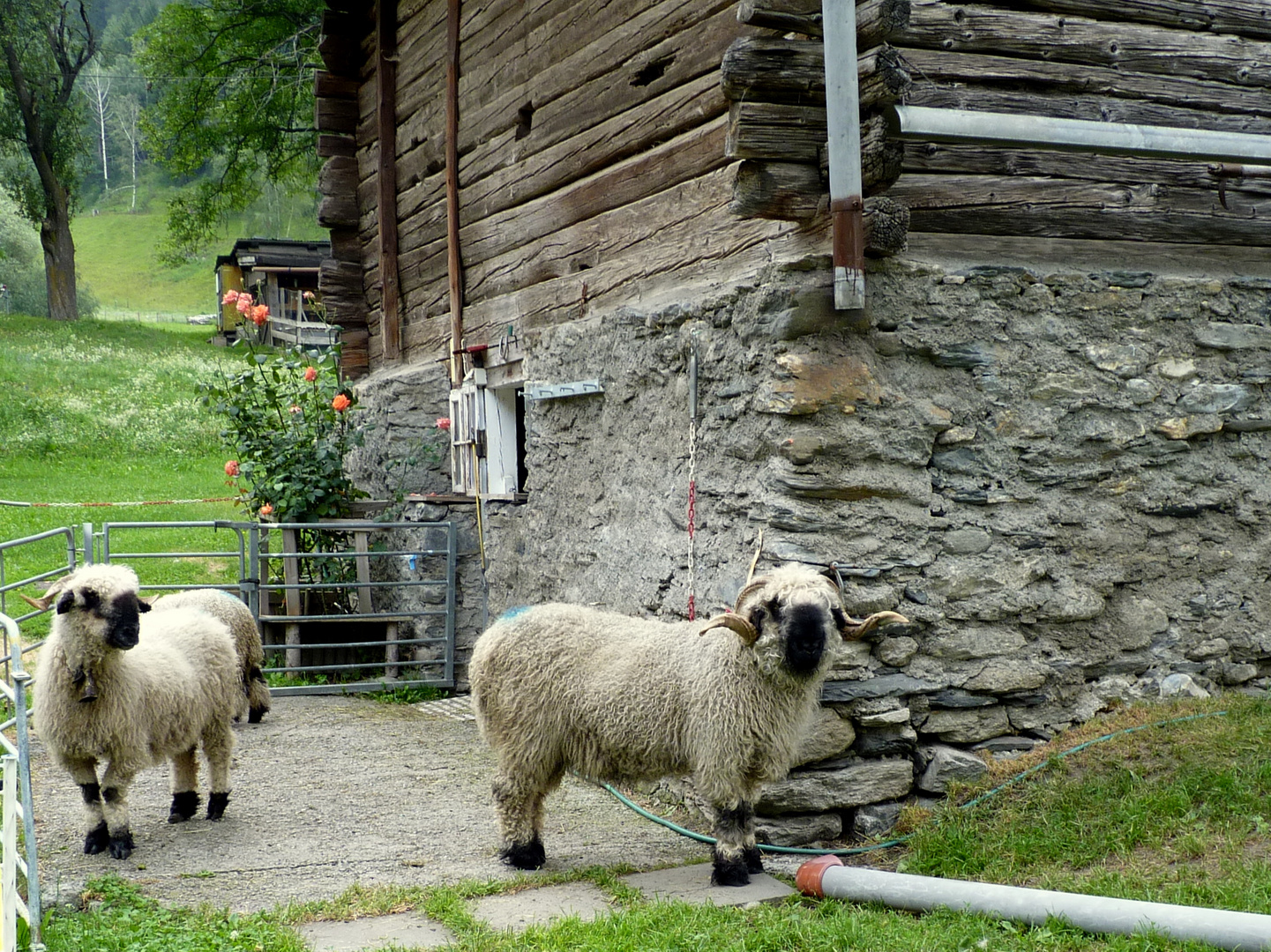 Gomsertal / Vallée de Goms / el valle de Goms...06