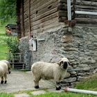 Gomsertal / Vallée de Goms / el valle de Goms...06