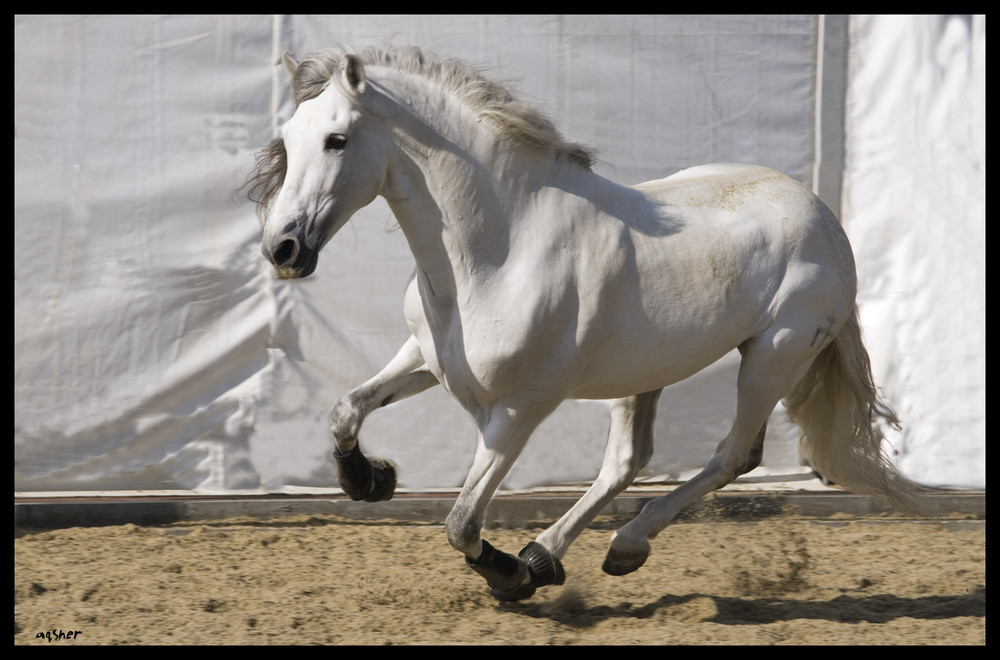 Gondolero cantering