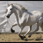 Gondolero cantering