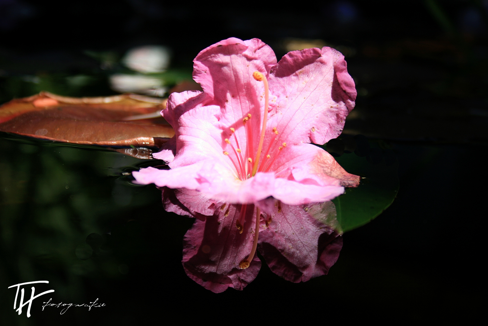 Gondoliere auf dem Gartenteich