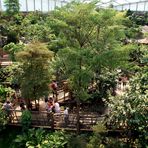 Gondwanaland im Zoo Leipzig: Arboretum