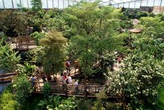 Gondwanaland im Zoo Leipzig: Arboretum