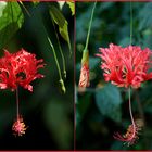 Gondwanaland im Zoo Leipzig: eine Hibiskus-Art