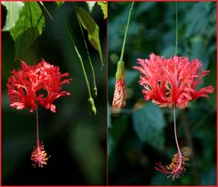 Gondwanaland im Zoo Leipzig: eine Hibiskus-Art