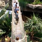 Gondwanaland im Zoo Leipzig: Hängepartie