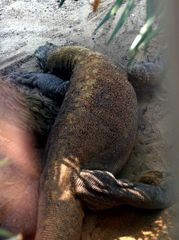 Gondwanaland im Zoo Leipzig: Komodowaran