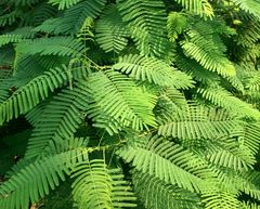 Gondwanaland im Zoo Leipzig: Mimosen