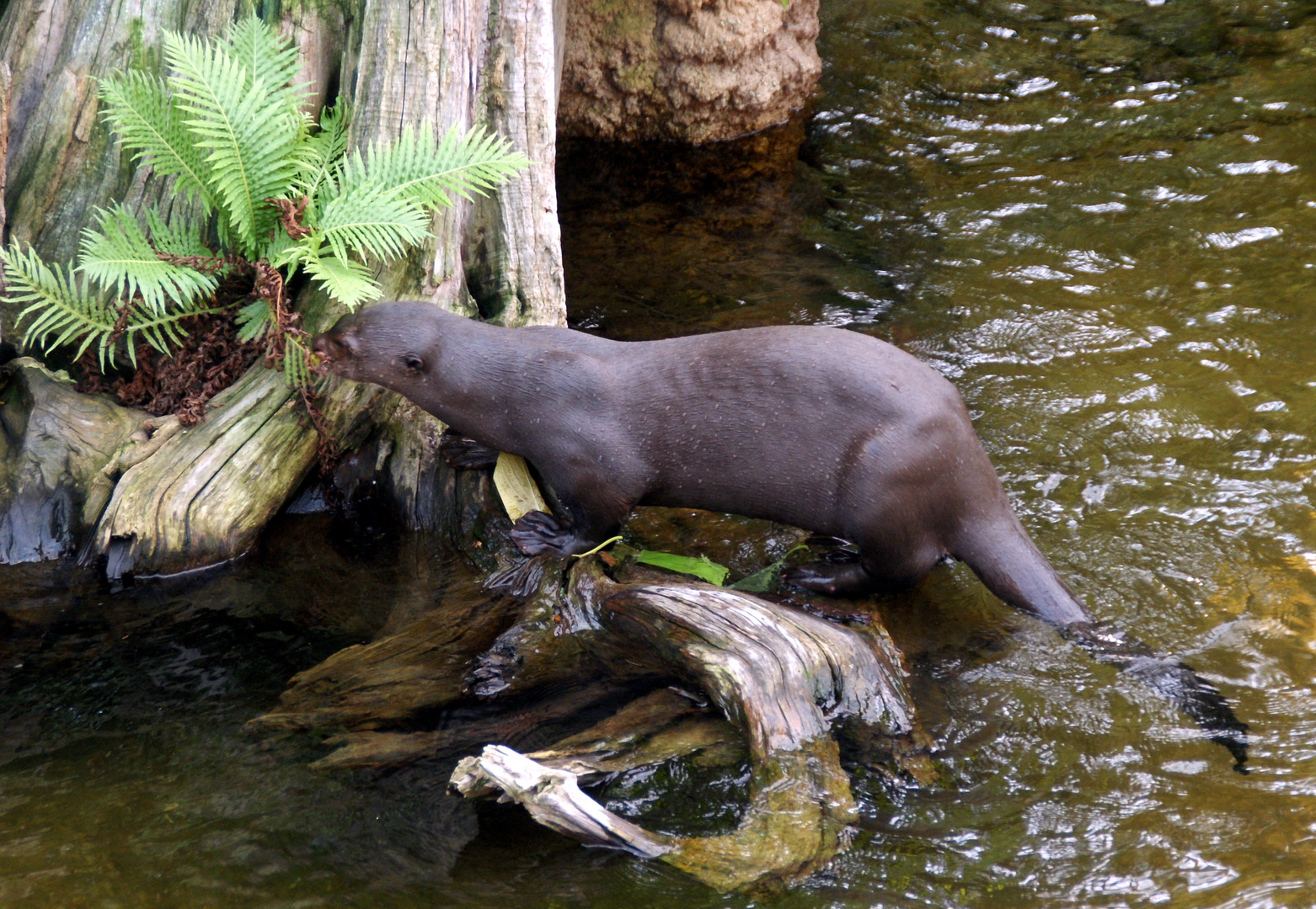 Gondwanaland im Zoo Leipzig: Riesenotter