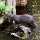 Gondwanaland im Zoo Leipzig: Riesenotter