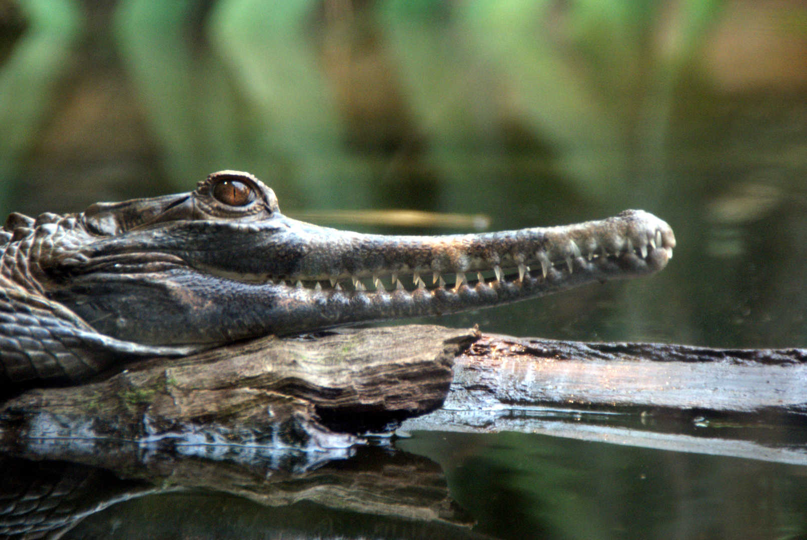 Gondwanaland im Zoo Leipzig: Sunda-Gavial