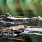 Gondwanaland im Zoo Leipzig: Sunda-Gavial