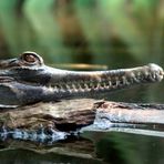 Gondwanaland im Zoo Leipzig: Sunda-Gavial