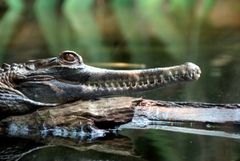 Gondwanaland im Zoo Leipzig: Sunda-Gavial