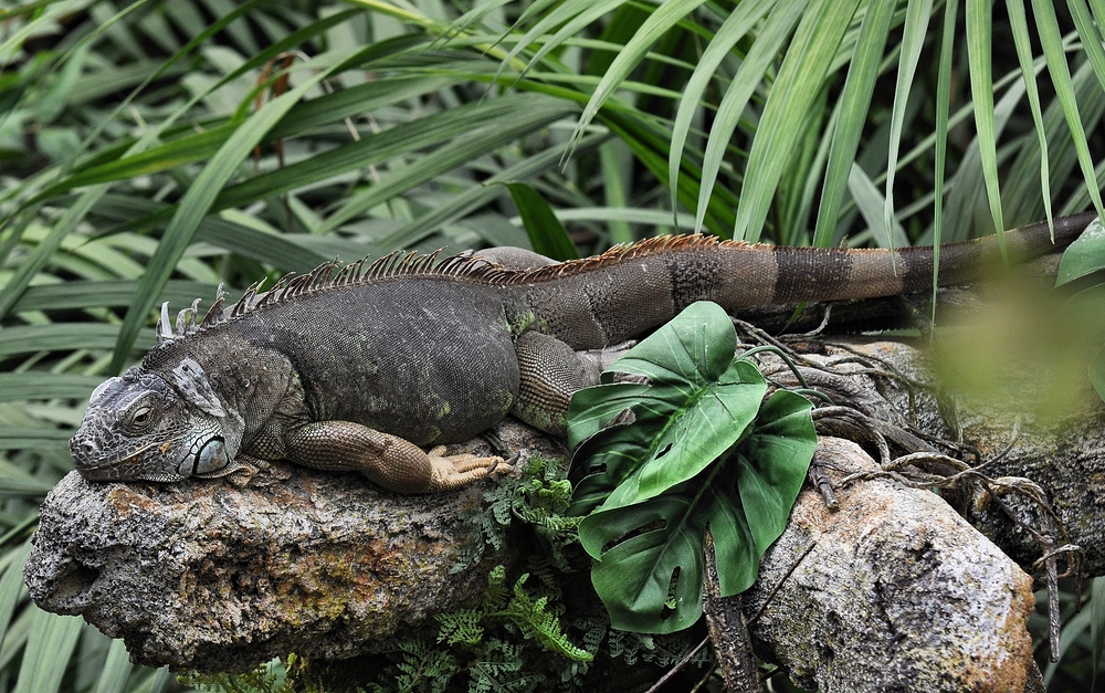 Gondwanaland..........Zoo-Leipzig