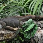 Gondwanaland..........Zoo-Leipzig