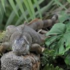 Gondwanaland...........Zoo-Leipzig