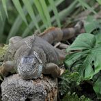 Gondwanaland...........Zoo-Leipzig