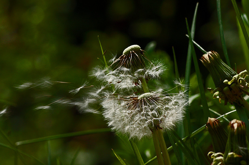 gone with the wind ...