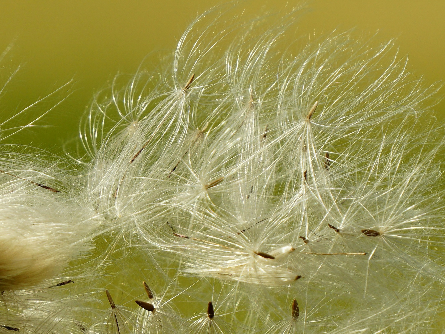 Gone with the wind/ Vom Winde verweht