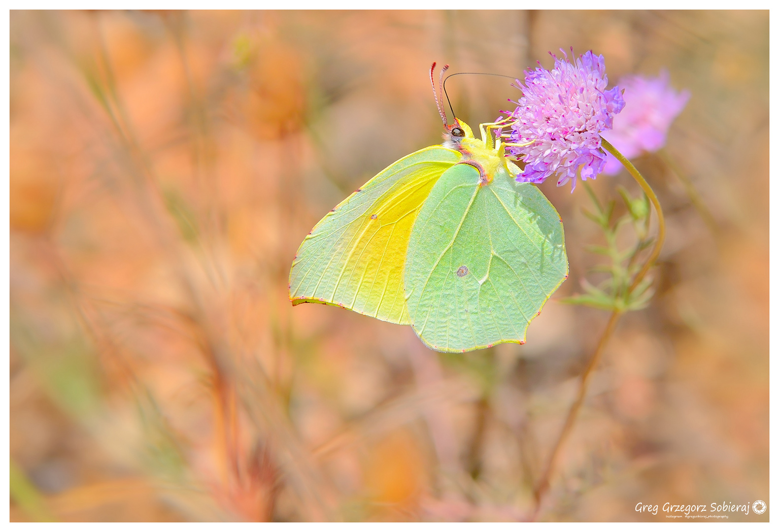 Gonepteryx Cleopatra