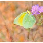 Gonepteryx Cleopatra