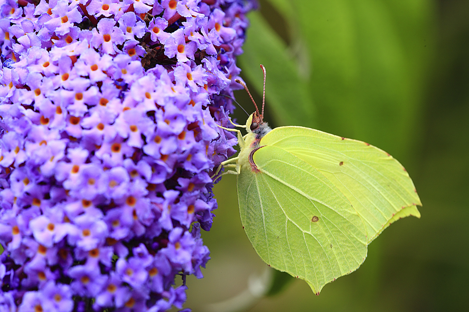 Gonepteryx cleopatra