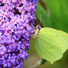 Gonepteryx cleopatra