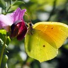 Gonepteryx cleopatra