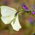 Gonepteryx cleopatra (LINNAEUS, 1767)