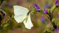 Gonepteryx cleopatra (LINNAEUS, 1767)