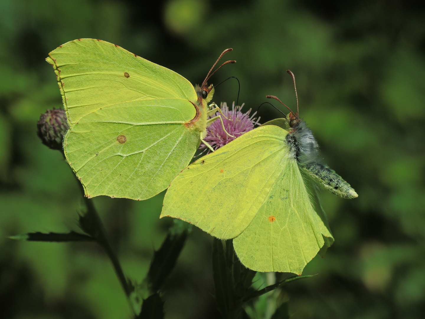 Gonepteryx