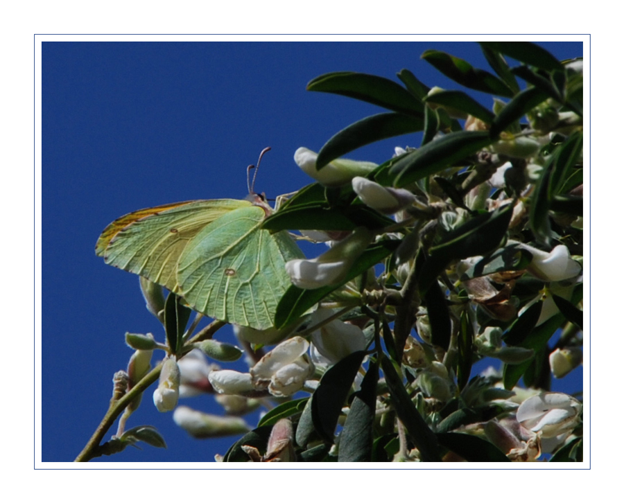 Gonepteryx eversi