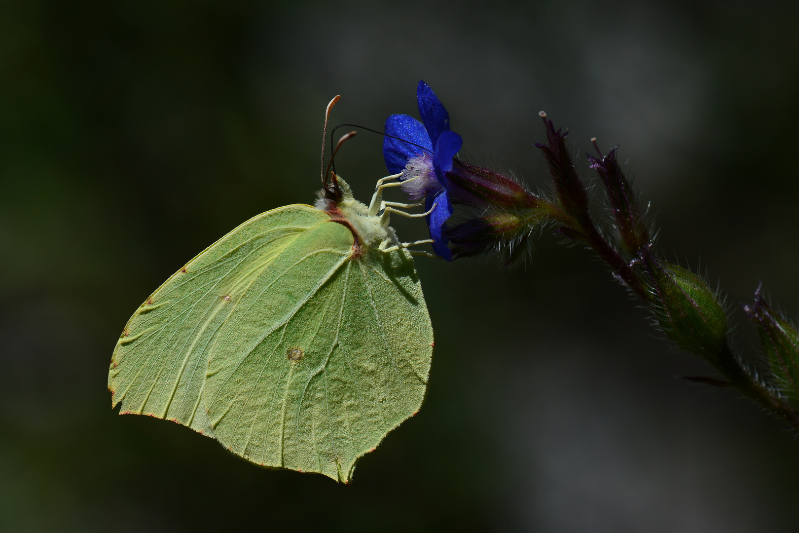 Gonepteryx farinosa » Powdered Brimstone