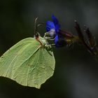 Gonepteryx farinosa » Powdered Brimstone