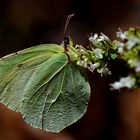 Gonepteryx palmae