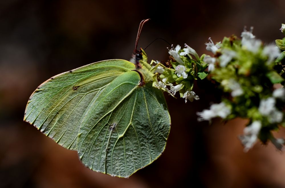 Gonepteryx palmae